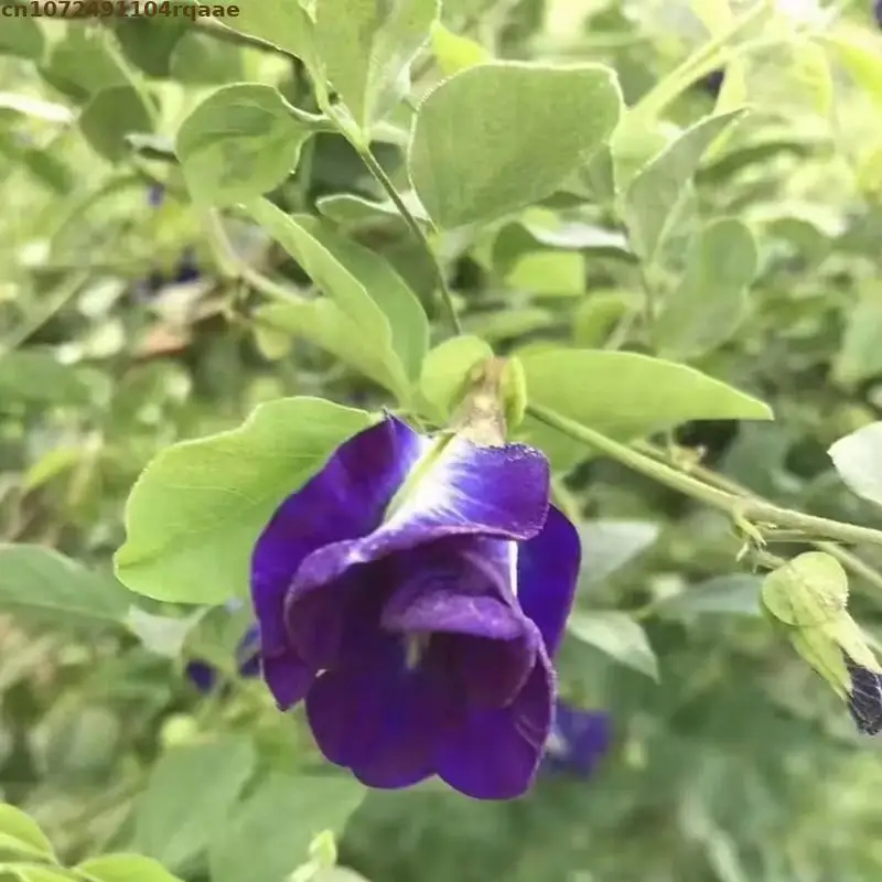 Natural Top-Grade Dried Butter - Soap Making Art 评论和价格